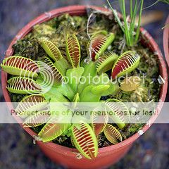 Chuyên Bán Cây bẫy kẹp - cây ăn thịt -  cây bắt ruồi venus flytrap - 1