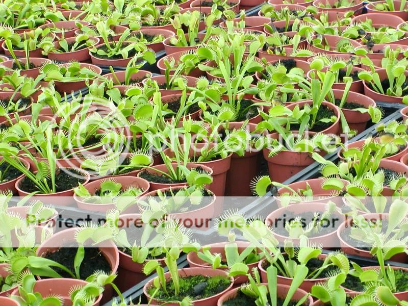 Chuyên Bán Cây bẫy kẹp - cây ăn thịt -  cây bắt ruồi venus flytrap