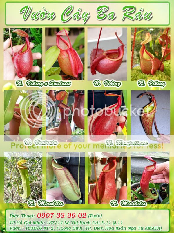 Cây nắp ấm và Venus FlyTrap - (Bẫy kẹp)