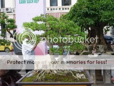 Một số cây cảnh tại Triển lãm cây cảnh nghệ thuật Thăng Long 2009