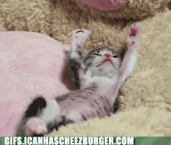 funny-animal-gifs-good-stretch.gif