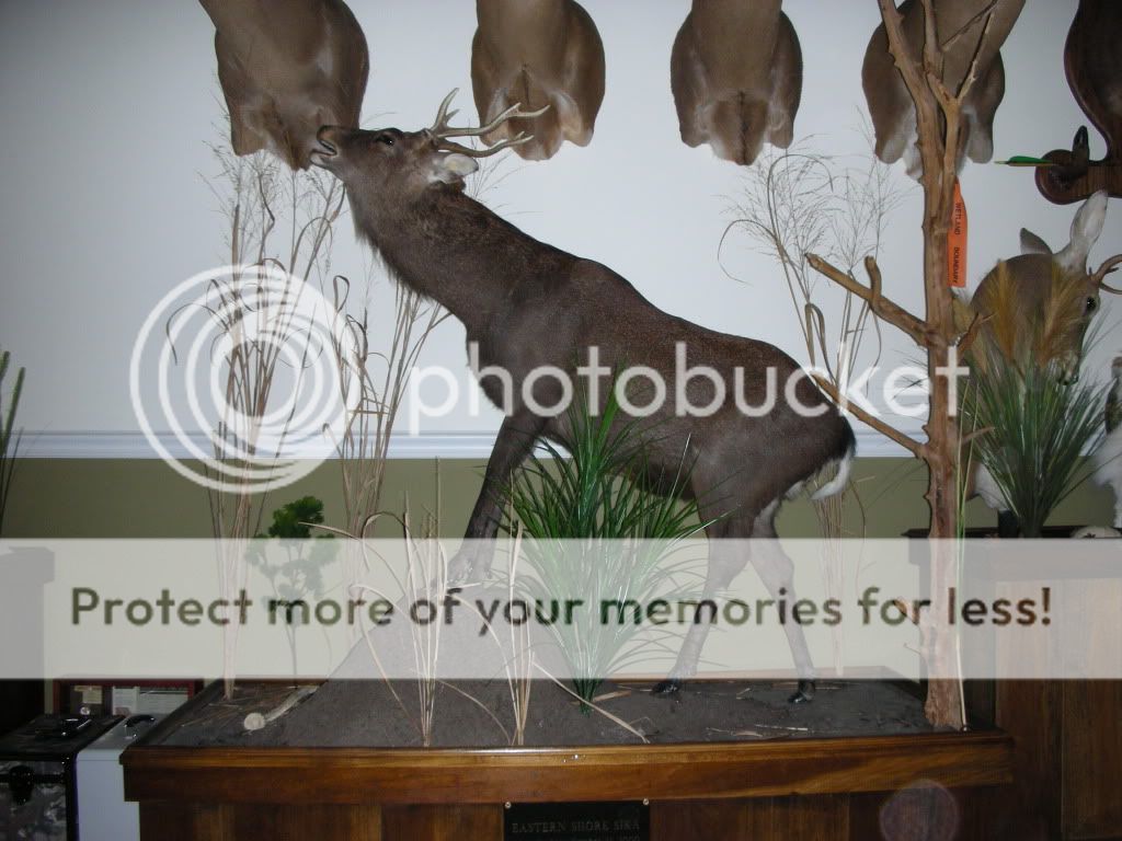 Full Body Sika Mounts??