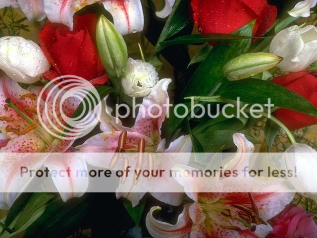Posted Image