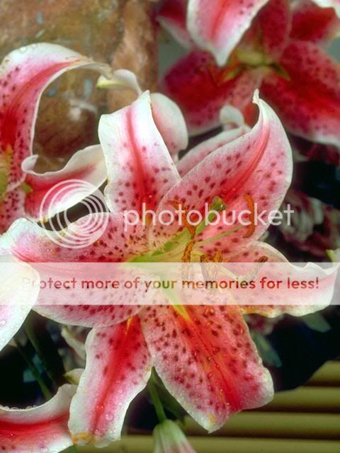 Posted Image