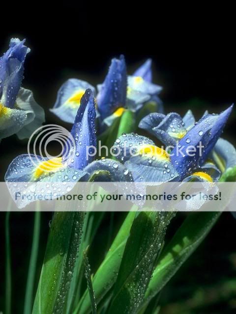 Posted Image