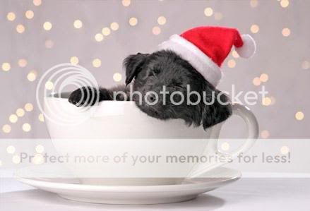 dog Pictures, Images and Photos