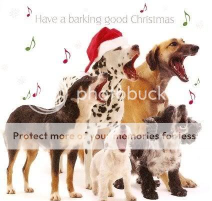 dog Pictures, Images and Photos