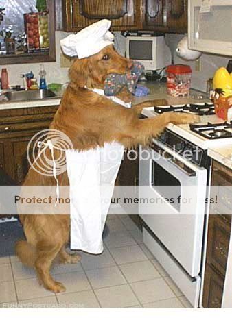 dog Pictures, Images and Photos