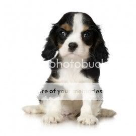 dog Pictures, Images and Photos