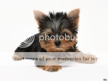 dog Pictures, Images and Photos