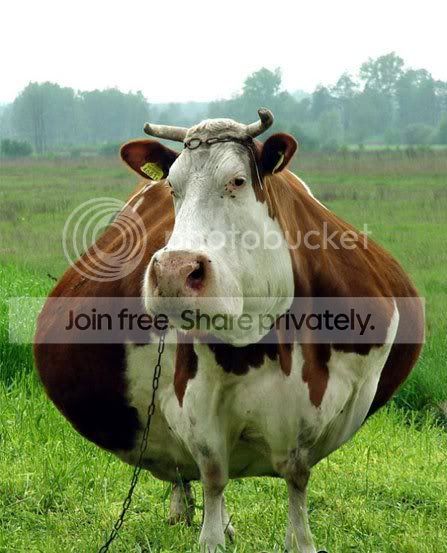 cow.jpg