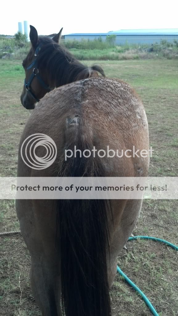 Hip Horses Hip Horses